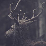 Stagwhisper