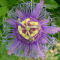 Passionflower