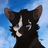 rookpaw