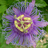 Passionflower